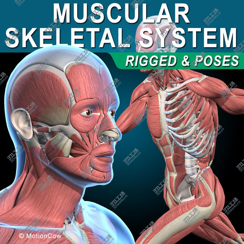 images/goods_img/20210113/Muscles & Skeleton  Rigged/1.jpg